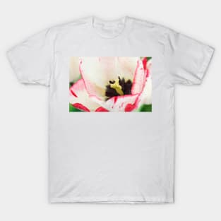 Tulipa  'Denise'  Tulip  Triumph Group T-Shirt